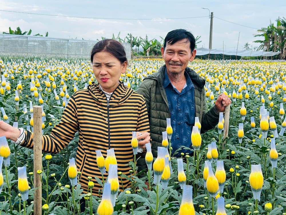 Rực rỡ sắc cúc An Châu, gọi Xuân về bên bờ sông Trà Bồng - ảnh 6