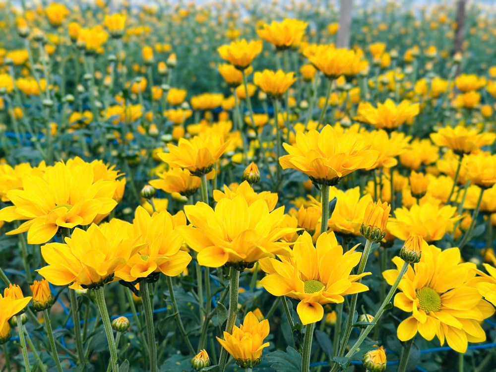 Rực rỡ sắc cúc An Châu, gọi Xuân về bên bờ sông Trà Bồng - ảnh 2