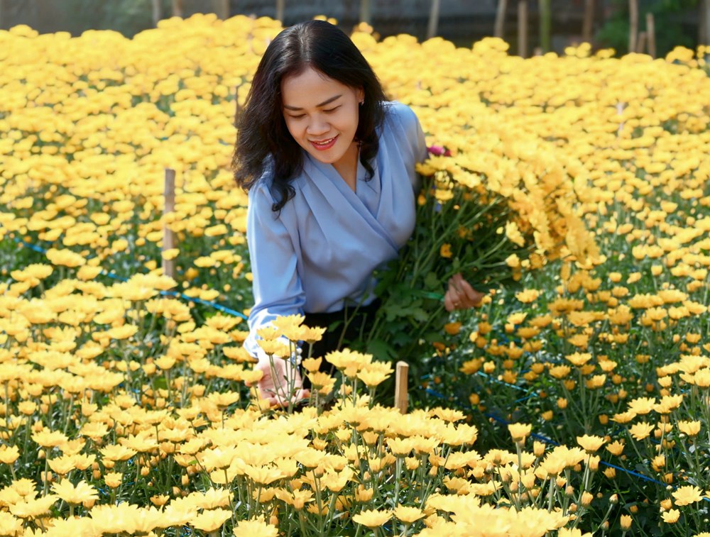 Rực rỡ sắc cúc An Châu, gọi Xuân về bên bờ sông Trà Bồng - ảnh 11