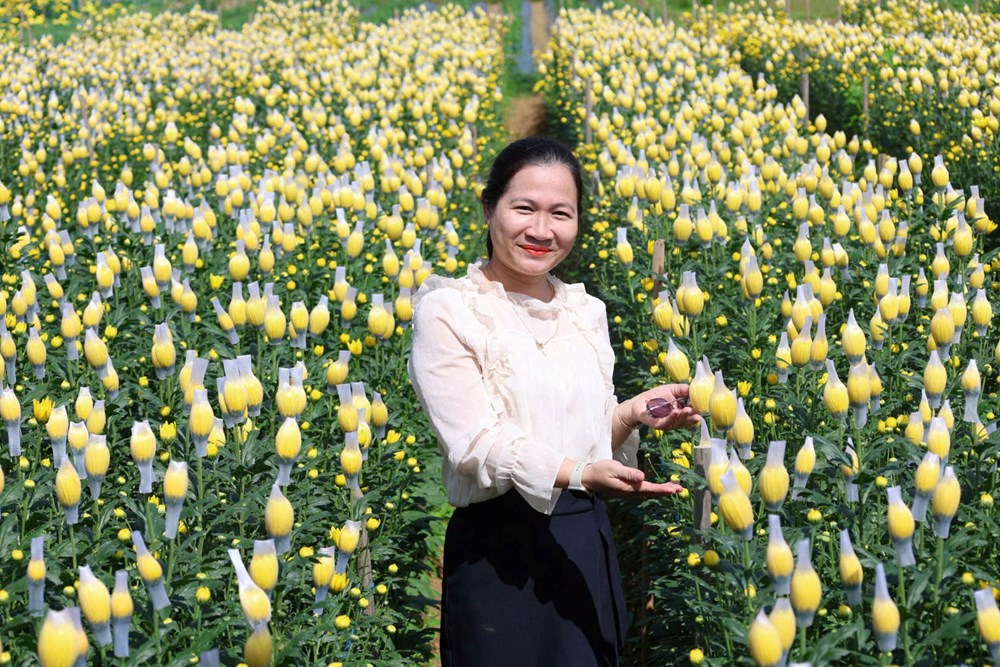 Rực rỡ sắc cúc An Châu, gọi Xuân về bên bờ sông Trà Bồng - ảnh 7