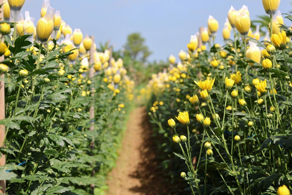 Rực rỡ sắc cúc An Châu, gọi Xuân về bên bờ sông Trà Bồng - ảnh 5