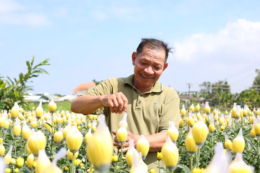 Rực rỡ sắc cúc An Châu, gọi Xuân về bên bờ sông Trà Bồng - ảnh 3