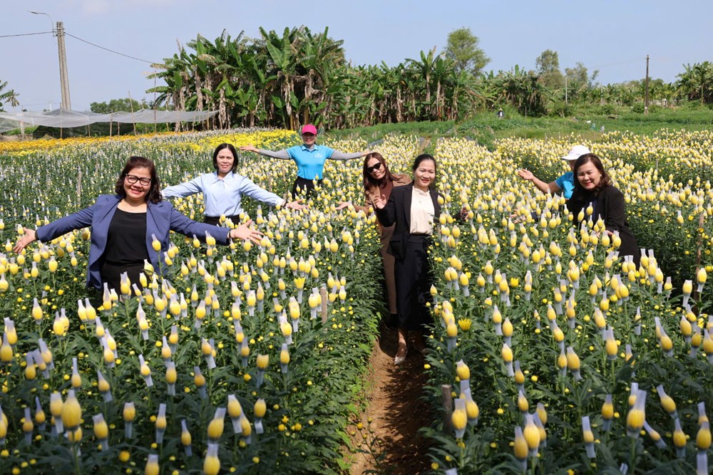 Rực rỡ sắc cúc An Châu, gọi Xuân về bên bờ sông Trà Bồng - ảnh 8