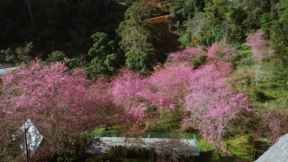 Măng Đen dịu dàng sắc Xuân trong mùa mai anh đào  - ảnh 4
