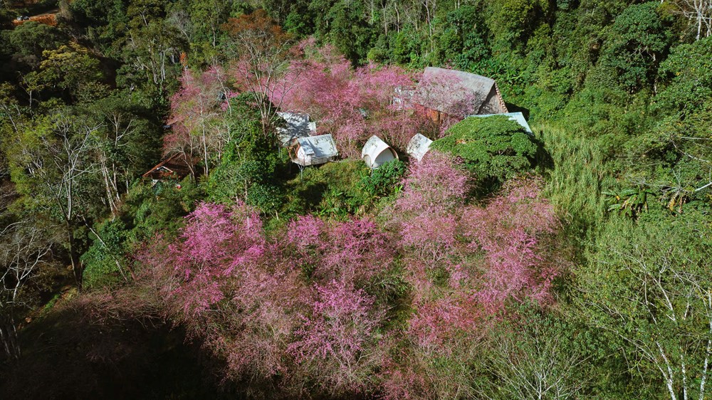 Măng Đen dịu dàng sắc Xuân trong mùa mai anh đào  - ảnh 5