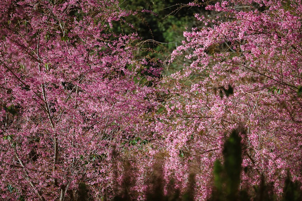Măng Đen dịu dàng sắc Xuân trong mùa mai anh đào  - ảnh 9