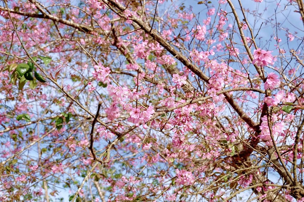 Măng Đen dịu dàng sắc Xuân trong mùa mai anh đào  - ảnh 6