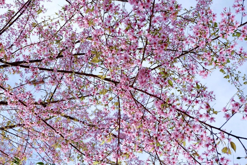 Măng Đen dịu dàng sắc Xuân trong mùa mai anh đào  - ảnh 2