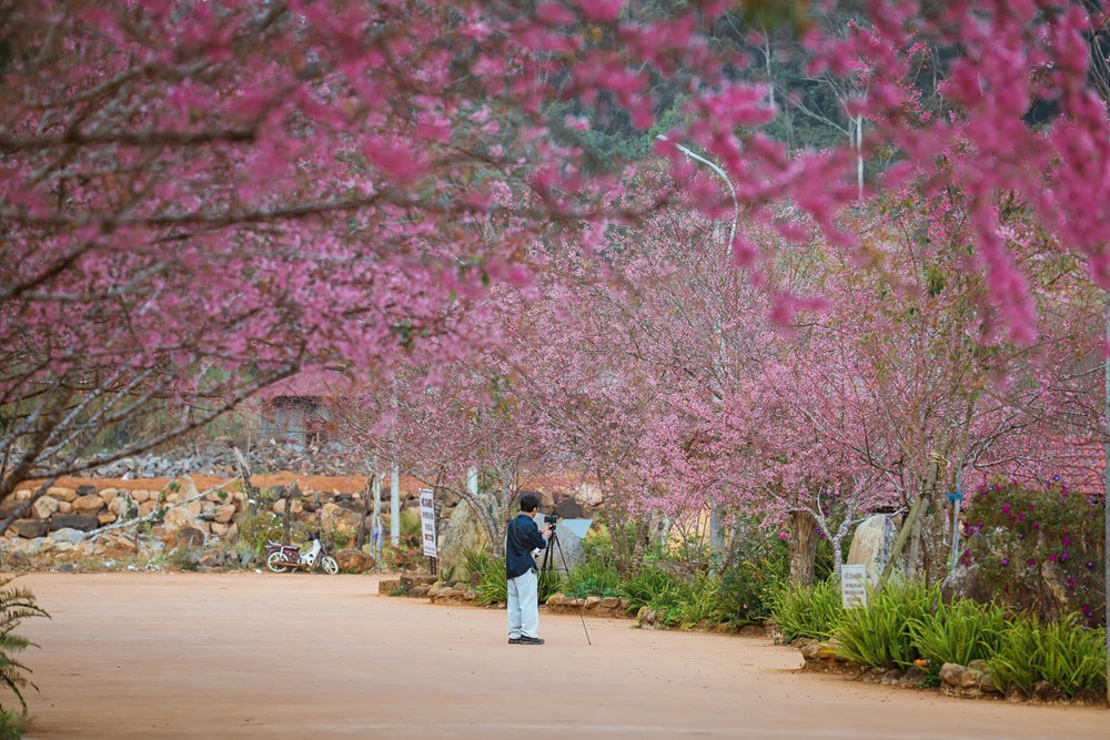 Măng Đen dịu dàng sắc Xuân trong mùa mai anh đào  - ảnh 8