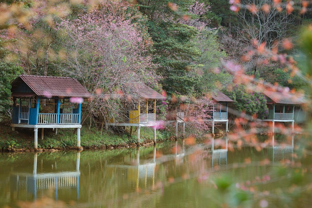 Măng Đen dịu dàng sắc Xuân trong mùa mai anh đào  - ảnh 3