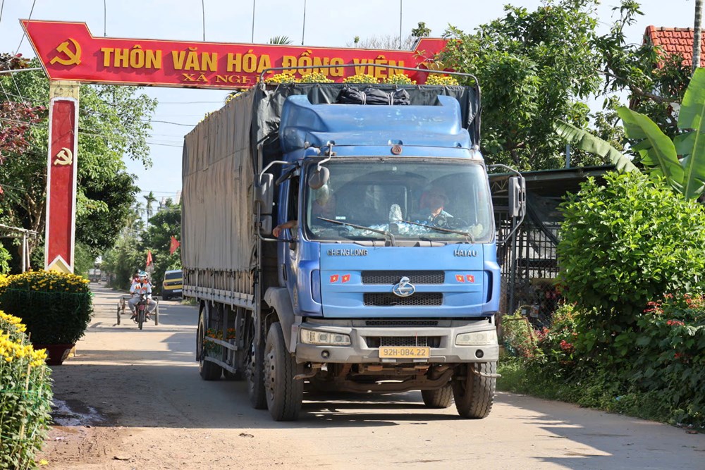 Hoa cúc Nghĩa Hiệp được mùa, được giá dịp Tết Nguyên đán - ảnh 7