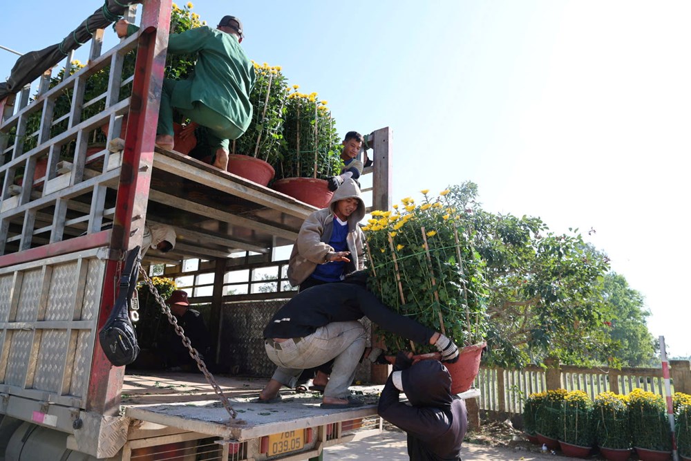 Hoa cúc Nghĩa Hiệp được mùa, được giá dịp Tết Nguyên đán - ảnh 5