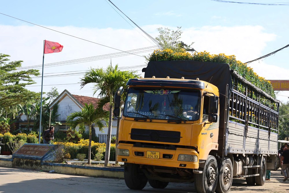 Hoa cúc Nghĩa Hiệp được mùa, được giá dịp Tết Nguyên đán - ảnh 8
