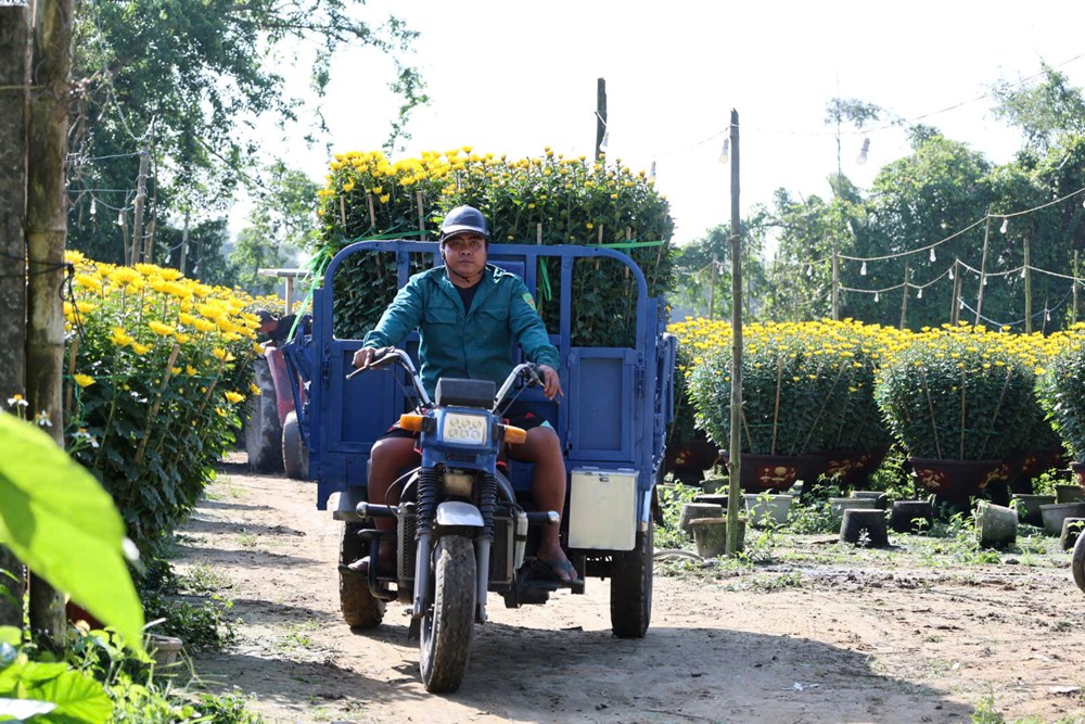 Hoa cúc Nghĩa Hiệp được mùa, được giá dịp Tết Nguyên đán - ảnh 2