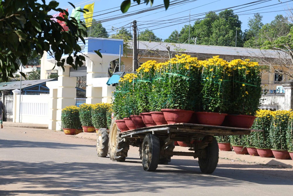 Hoa cúc Nghĩa Hiệp được mùa, được giá dịp Tết Nguyên đán - ảnh 4