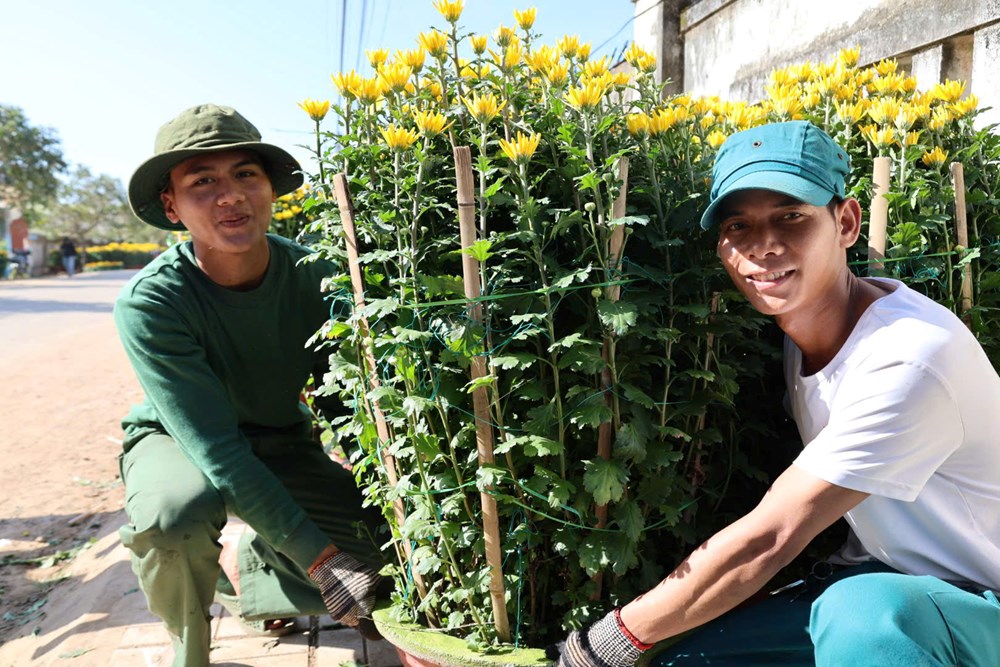 Hoa cúc Nghĩa Hiệp được mùa, được giá dịp Tết Nguyên đán - ảnh 6