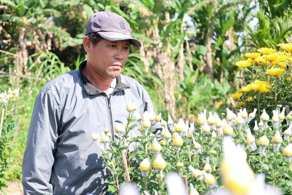 Hoa cúc Nghĩa Hiệp được mùa, được giá dịp Tết Nguyên đán - ảnh 9