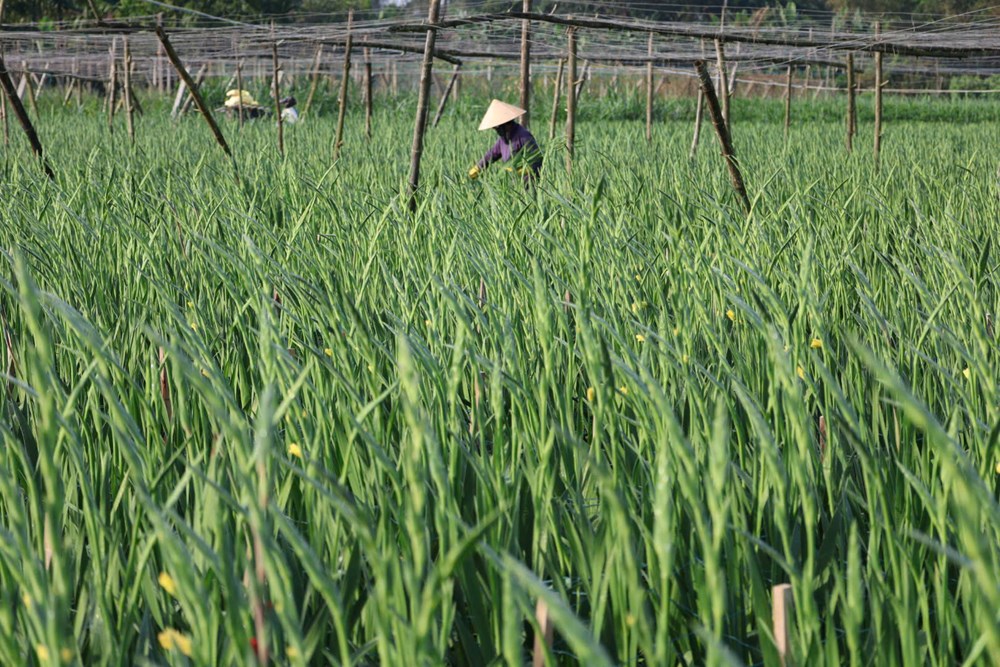 An Phú vào mùa hoa lay ơn rực rỡ đón Tết Bính Ngọ - ảnh 7