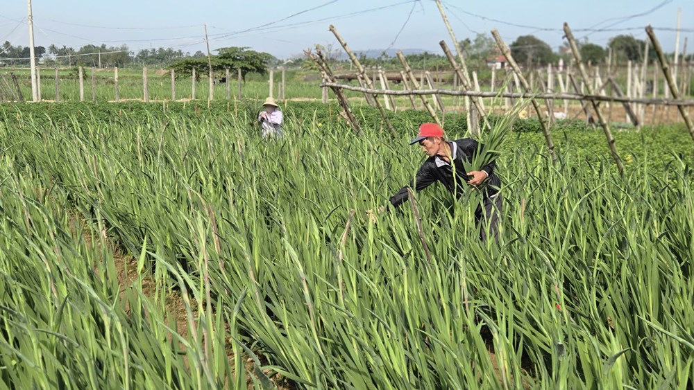 An Phú vào mùa hoa lay ơn rực rỡ đón Tết Bính Ngọ - ảnh 6