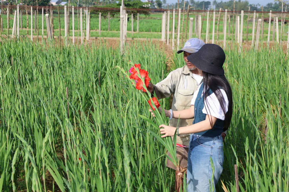 An Phú vào mùa hoa lay ơn rực rỡ đón Tết Bính Ngọ - ảnh 3