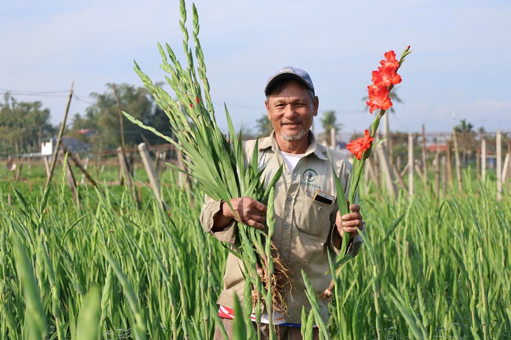 An Phú vào mùa hoa lay ơn rực rỡ đón Tết Bính Ngọ - ảnh 1