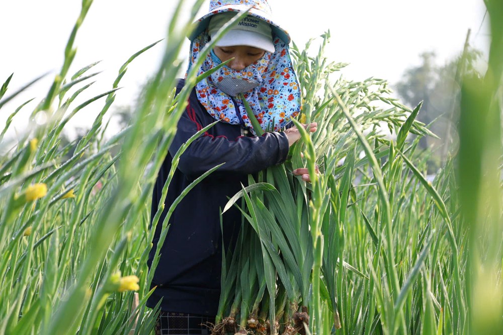 An Phú vào mùa hoa lay ơn rực rỡ đón Tết Bính Ngọ - ảnh 4