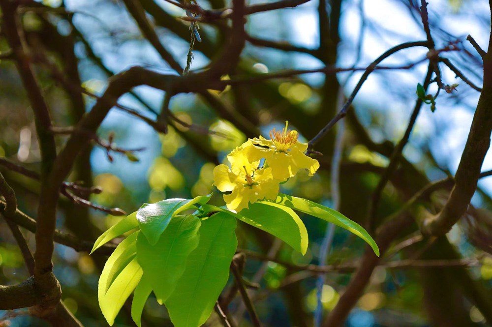 “Cụ mai” hơn 70 năm tuổi ở Quảng Ngãi được rao bán 3,5 tỉ đồng - ảnh 4