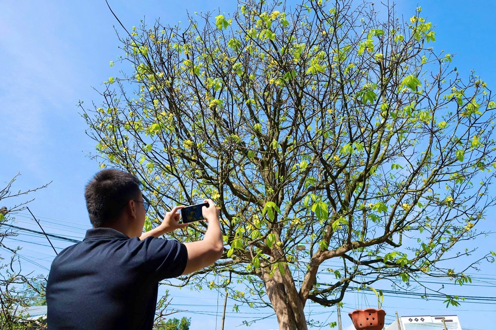 “Cụ mai” hơn 70 năm tuổi ở Quảng Ngãi được rao bán 3,5 tỉ đồng - ảnh 7