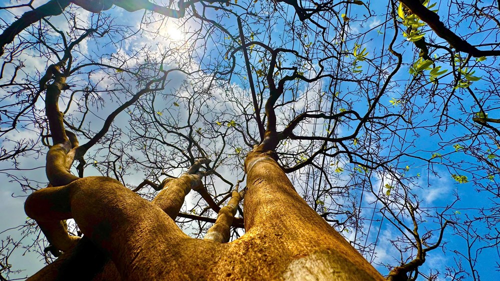 “Cụ mai” hơn 70 năm tuổi ở Quảng Ngãi được rao bán 3,5 tỉ đồng - ảnh 2