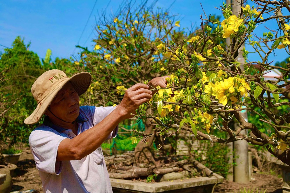 “Cụ mai” hơn 70 năm tuổi ở Quảng Ngãi được rao bán 3,5 tỉ đồng - ảnh 6