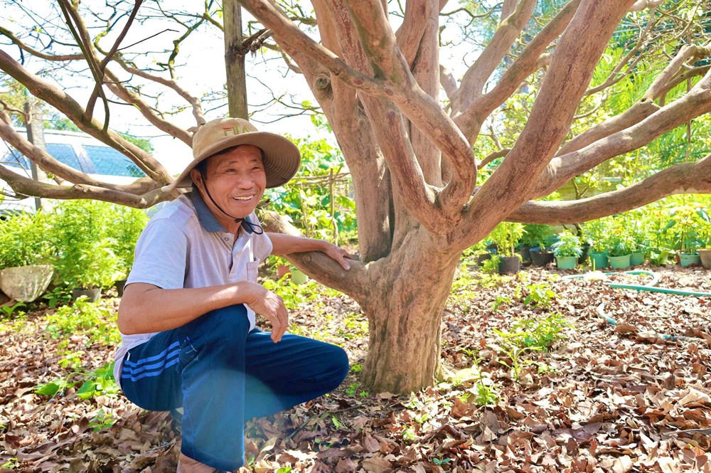 “Cụ mai” hơn 70 năm tuổi ở Quảng Ngãi được rao bán 3,5 tỉ đồng - ảnh 1