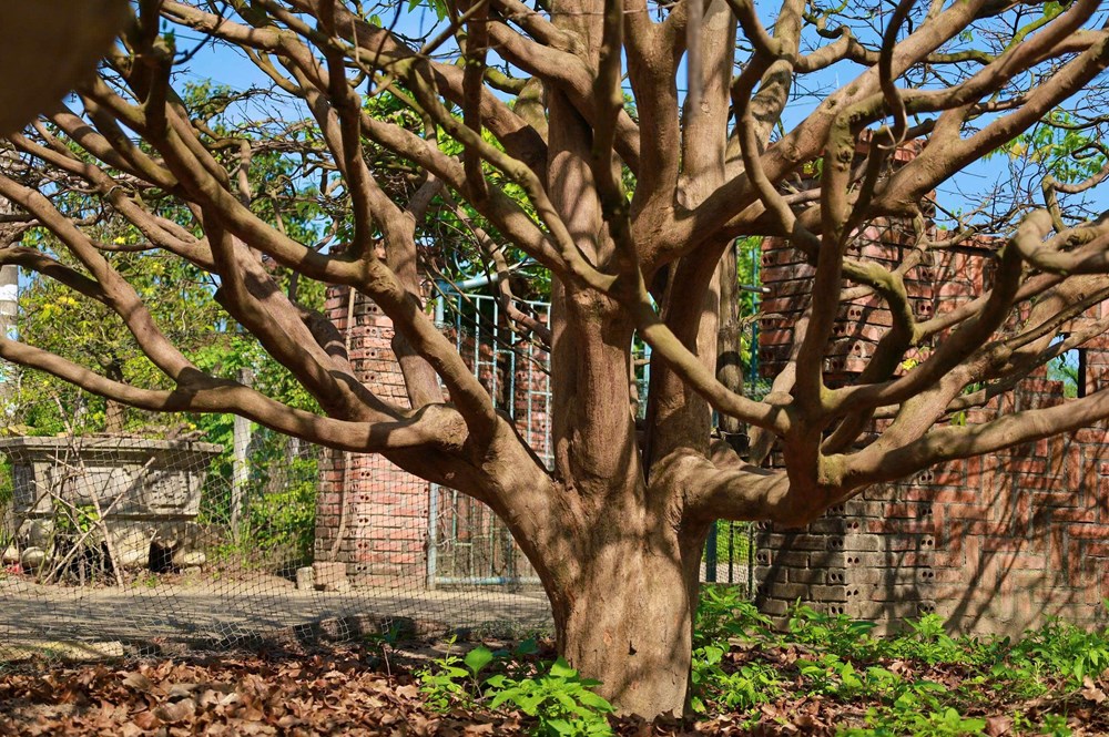 “Cụ mai” hơn 70 năm tuổi ở Quảng Ngãi được rao bán 3,5 tỉ đồng - ảnh 3