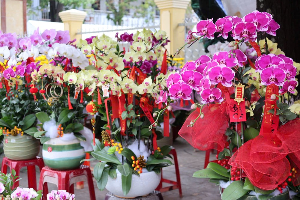 Rực rỡ sắc lan ở chợ hoa Tết Quảng Ngãi - ảnh 1