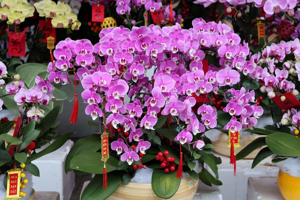 Rực rỡ sắc lan ở chợ hoa Tết Quảng Ngãi - ảnh 5