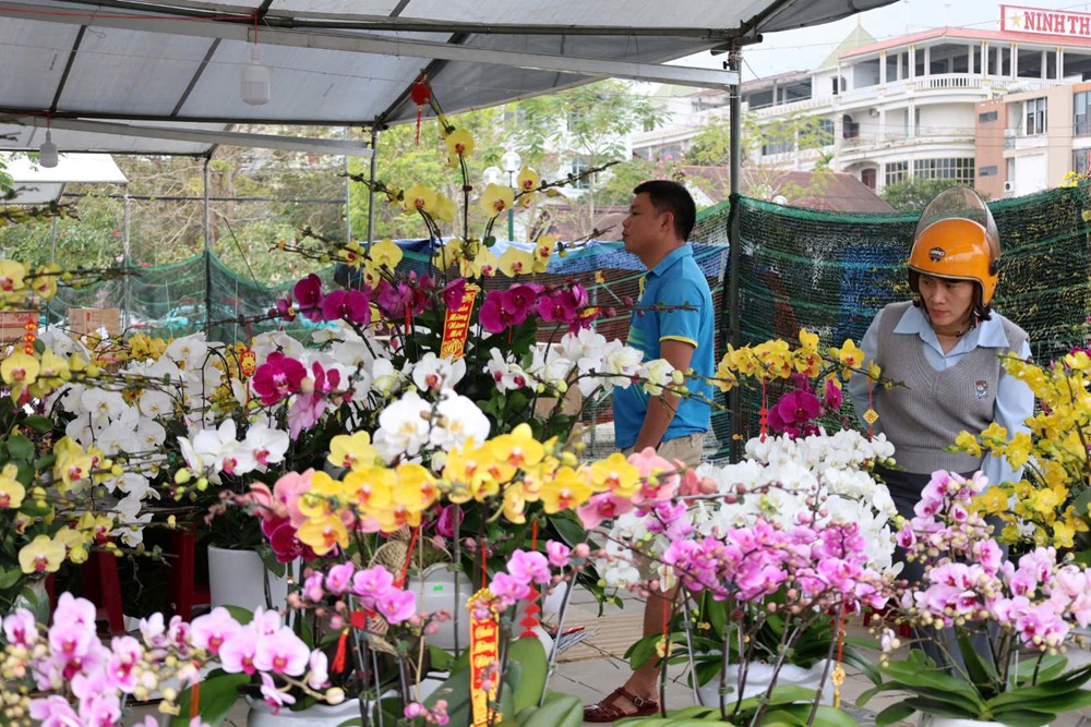 Rực rỡ sắc lan ở chợ hoa Tết Quảng Ngãi - ảnh 9