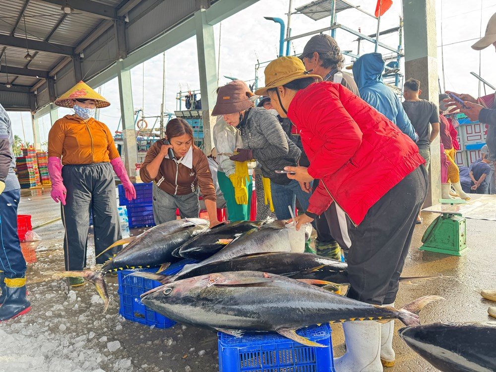 Mùa biển cuối năm khởi sắc, ngư dân Quảng Ngãi vững tin bước vào năm mới - ảnh 5