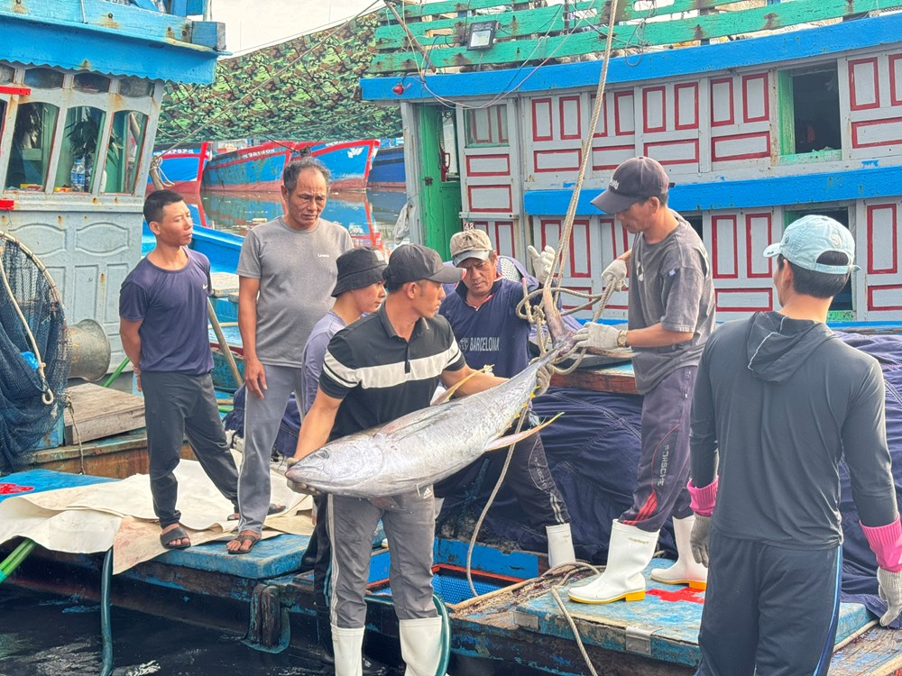 Mùa biển cuối năm khởi sắc, ngư dân Quảng Ngãi vững tin bước vào năm mới - ảnh 2