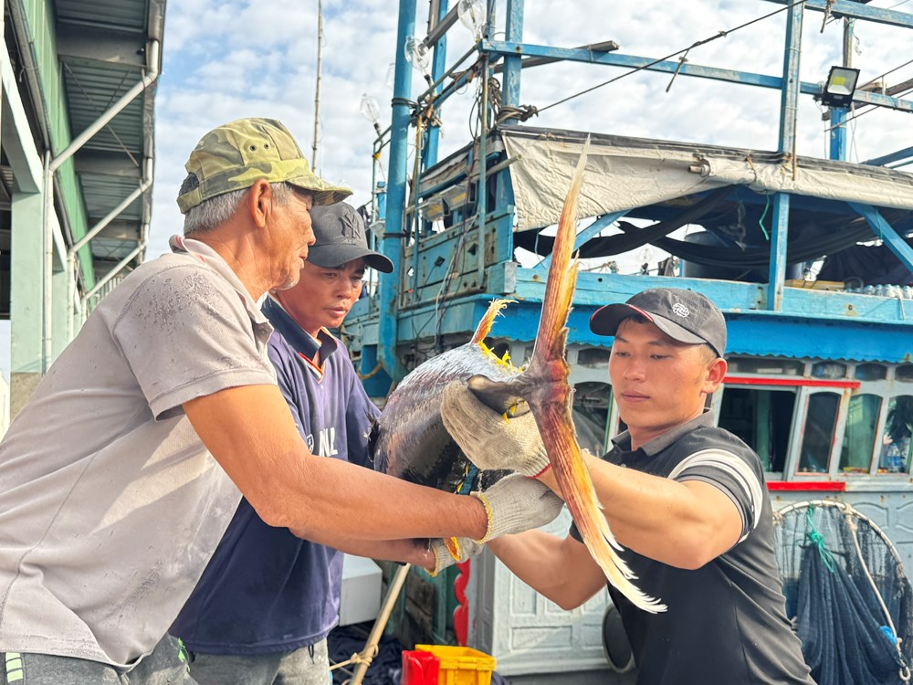 Mùa biển cuối năm khởi sắc, ngư dân Quảng Ngãi vững tin bước vào năm mới - ảnh 3