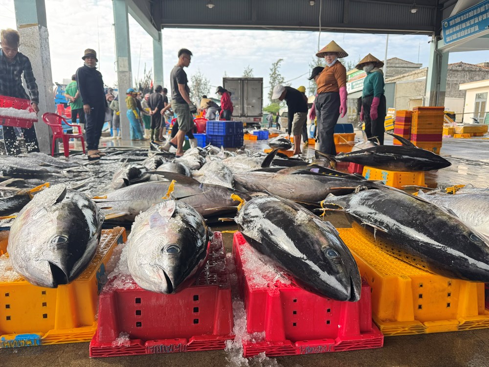 Mùa biển cuối năm khởi sắc, ngư dân Quảng Ngãi vững tin bước vào năm mới - ảnh 4