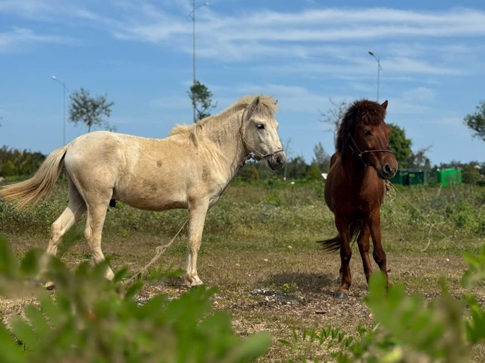 Giữ một nét riêng cho du lịch biển bằng tiếng vó ngựa - ảnh 3