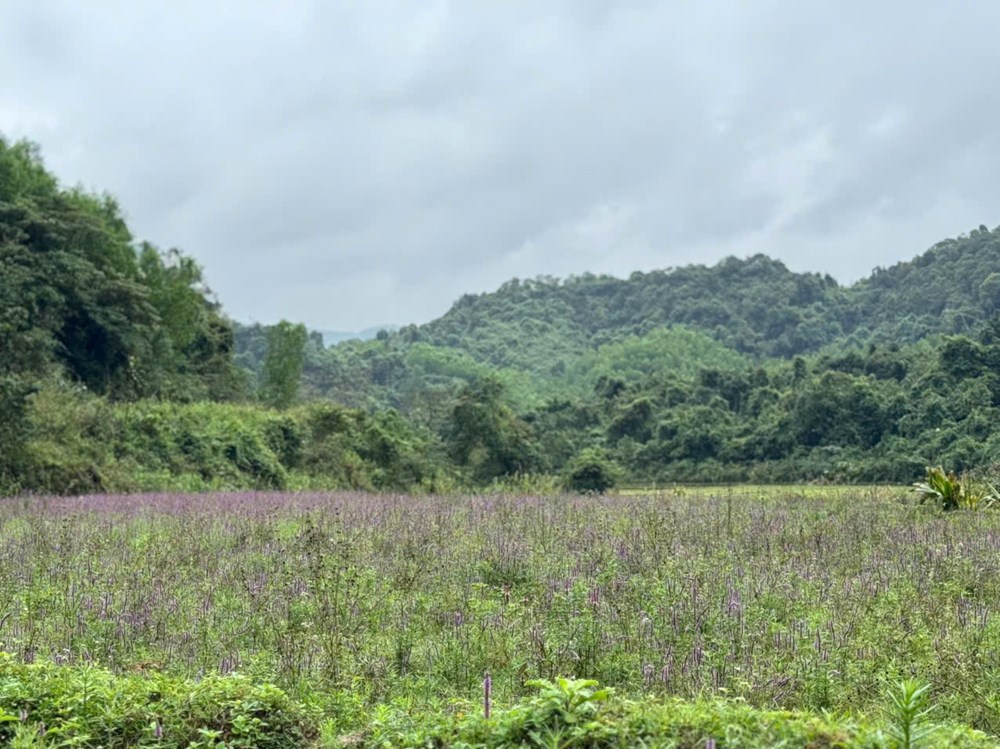 Mùa Xuân đổi thay ở Đèo Ải - ảnh 5