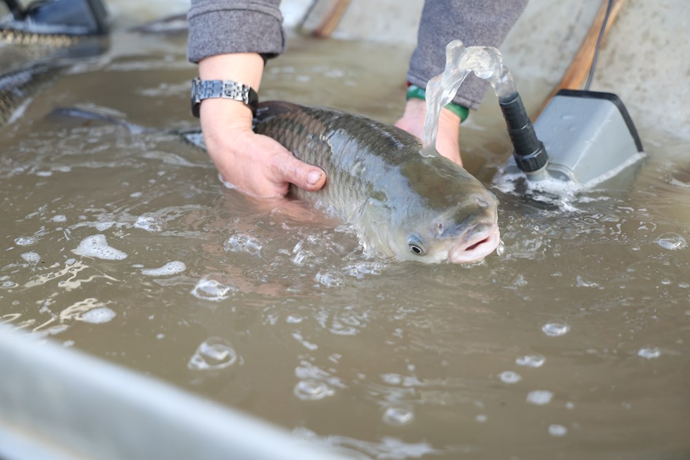 Quảng Ngãi: Bán cá trên ghe, ngư dân Trà Khúc thu tiền triệu mỗi ngày - ảnh 2