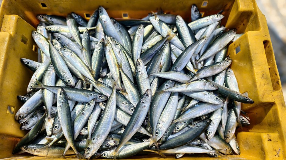 Ngư dân làng biển Quảng Ngãi trúng đậm cá nục, thu bạc triệu mỗi chuyến biển - ảnh 3