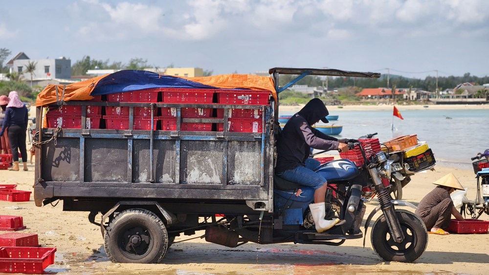 Ngư dân làng biển Quảng Ngãi trúng đậm cá nục, thu bạc triệu mỗi chuyến biển - ảnh 8