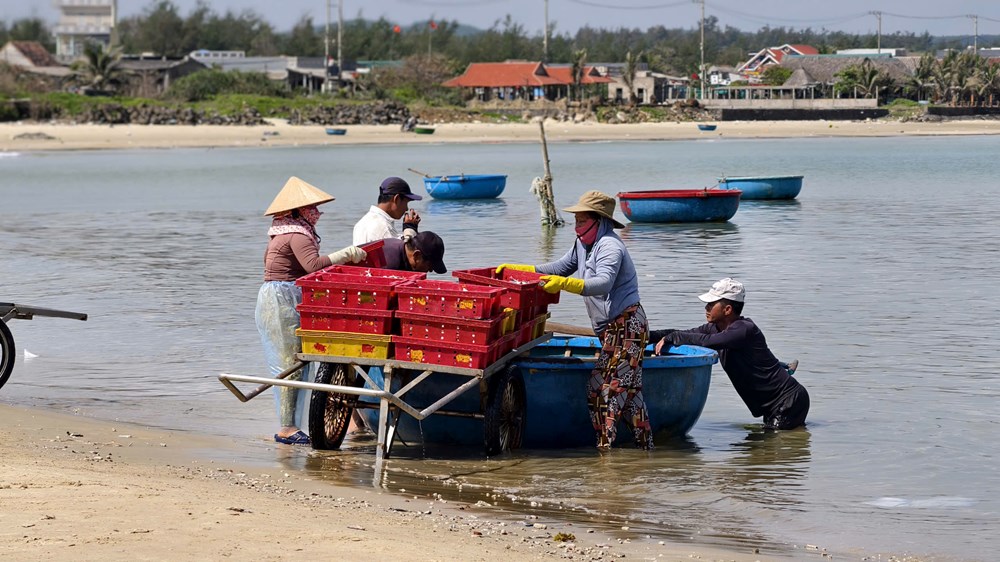 Ngư dân làng biển Quảng Ngãi trúng đậm cá nục, thu bạc triệu mỗi chuyến biển - ảnh 5