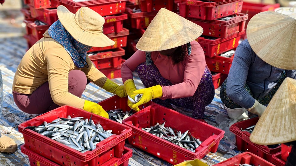 Ngư dân làng biển Quảng Ngãi trúng đậm cá nục, thu bạc triệu mỗi chuyến biển - ảnh 6