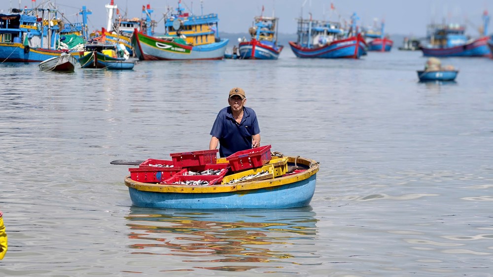 Ngư dân làng biển Quảng Ngãi trúng đậm cá nục, thu bạc triệu mỗi chuyến biển - ảnh 4