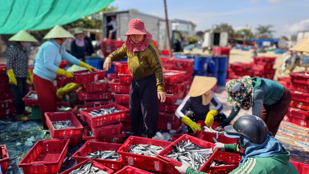 Ngư dân làng biển Quảng Ngãi trúng đậm cá nục, thu bạc triệu mỗi chuyến biển - ảnh 7