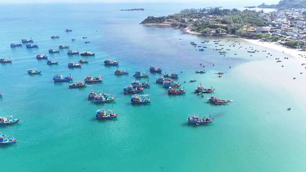 Ngư dân làng biển Quảng Ngãi trúng đậm cá nục, thu bạc triệu mỗi chuyến biển - ảnh 9