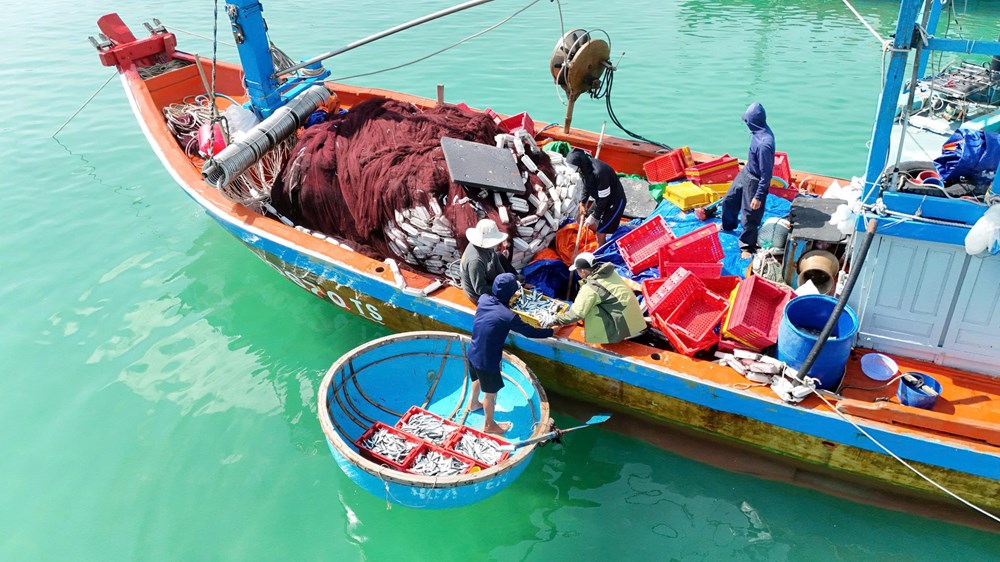 Ngư dân làng biển Quảng Ngãi trúng đậm cá nục, thu bạc triệu mỗi chuyến biển - ảnh 2
